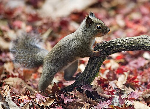 Japanese squirrel