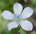 Leinkraut (Linum bienne)