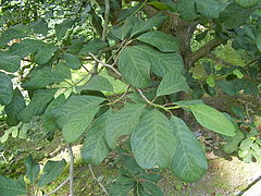 Description de l'image Magnolia dawsoniana - leaves 200606.JPG.