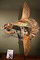 マンボウの全身骨格標本（ウィーン自然史博物館）