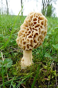 Spiselig morkel (Morchella esculenta)