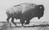 alt:animiertes GIF: nach rechts gallopierender Büffel