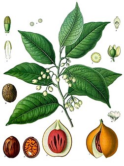 Мускатник духмяний - Myristica fragrans