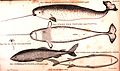 Bir narval ve bir Grönland köpekbalığının resmedildiği çizim. 1820