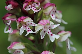 Vue rapprochée des fleurs mouchetées roses et mauves d'une orchidée sauvage.