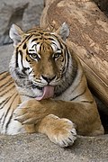 A tiger grooming its paw by licking