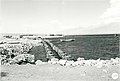 שורה כפולה של עמודי עיגון עליה נבנה הרציף הראשון בנמל אילת 1951.
