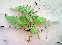 Fern growing on a wall. Photo by User:Jml3.