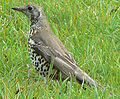 Hoburästas (Turdus viscivorus)