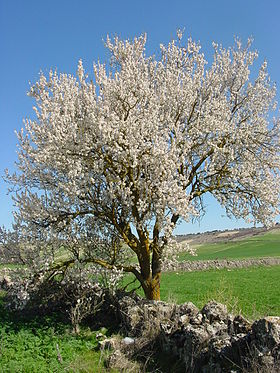 Amendoeira em flor perto de Urueña, em Valladollid, na Espanha