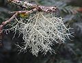 Cyphobasidium sp. (klassen Cystobasidiomycetes) parasiterer på Skæglav (Usnea sp.) (billedet).[10] Lav er en symbiose mellem en svamp (hyppigst en sæksvamp) og en grønalge.