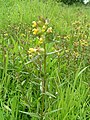 Yellow rattle