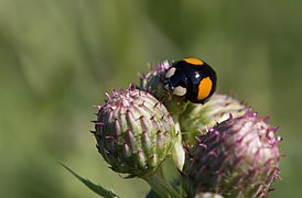 Coccinelle centaurée sur une cirse des marais