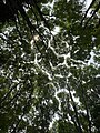 Crown shyness (5)