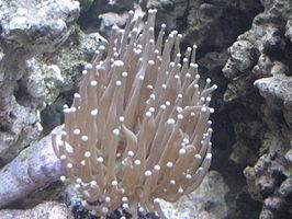 Euphyllia glabrescens