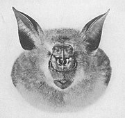 Drawing of bat head