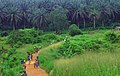 Image 16The road from Kenema to Kailahun District (from Sierra Leone)