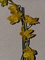 Odontoglossum "Geyser Gold"