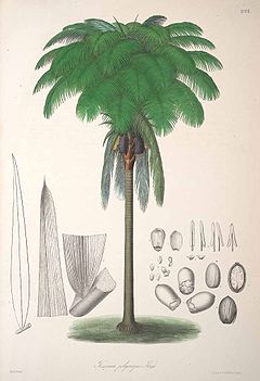 Description de l'image Oenocarpus bataua.jpg.