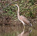 Vörös gém (Ardea purpurea)