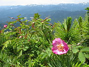 高山の日当たりのよい場所に生育する。