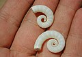 Spirula spirula (Spirulida)