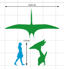 Thalassodromeus comparado a uma mulher de estatura média.