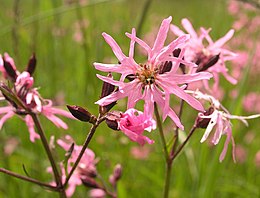 Šilkažiedė gaisrena (Lychnis flos-cuculi)