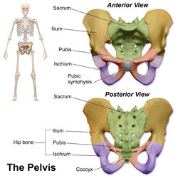 Pelvis.