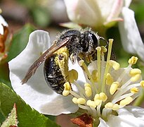 Abeja Andrenidae en Prunus