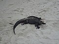 Iguana, Amblyrhynchus cristatus a Badia Tortuga, Santa Cruz (Galápagos)