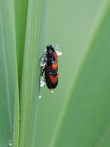 Cercopis vulnerata, цикада из семейства Cercopidae