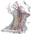Superficial dissection of the right side of the neck, showing the carotid and subclavian arteries.