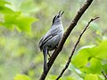 Image 19Gray catbird watching a hawk fly overhead in the Brooklyn Botanic Garden