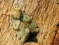 Heliothis viriplaca (Heliothinae)