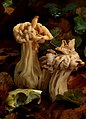 Helvella crispa