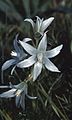 Ornithogalum nutans