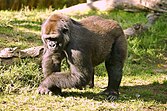 G. gorilla gorilla CR - critically endangered (uun grat gefoor)