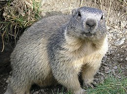 Alpinis švilpikas (Marmota marmota)