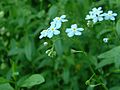 Bagnowa njezabyńka (Myosotis scorpioides)