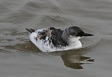 Bird with scalloped plumage swims in the ocean