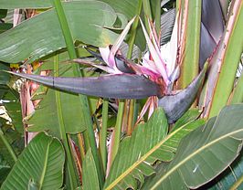 Strelitzia nicolai