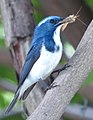 Image 15Predators, such as this ultramarine flycatcher (Ficedula superciliaris), feed on other animals. (from Animal)