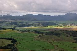 Sugar cane plantations near Rose Belle