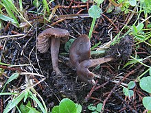 Neohygrocybe ovina