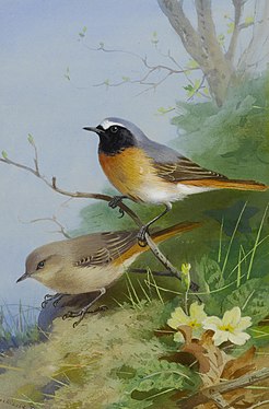 Codroșul de pădure după Archibald Thorburn. Mascul adult (la dreapta-sus) și femelă adultă (la stânga-jos)