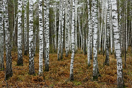 En bjørkeskog i Sibir, Novosibirsk oblast. Bjørk er Russlands nasjonaltre.