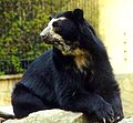 Očalar ali andski medved (Tremarctos ornatus)