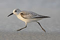 Fenyérfutó (Calidris alba)