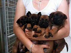 Chiots malinois